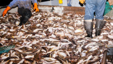MSC and FOS certified more than nine million metric tonnes of fish in 2015